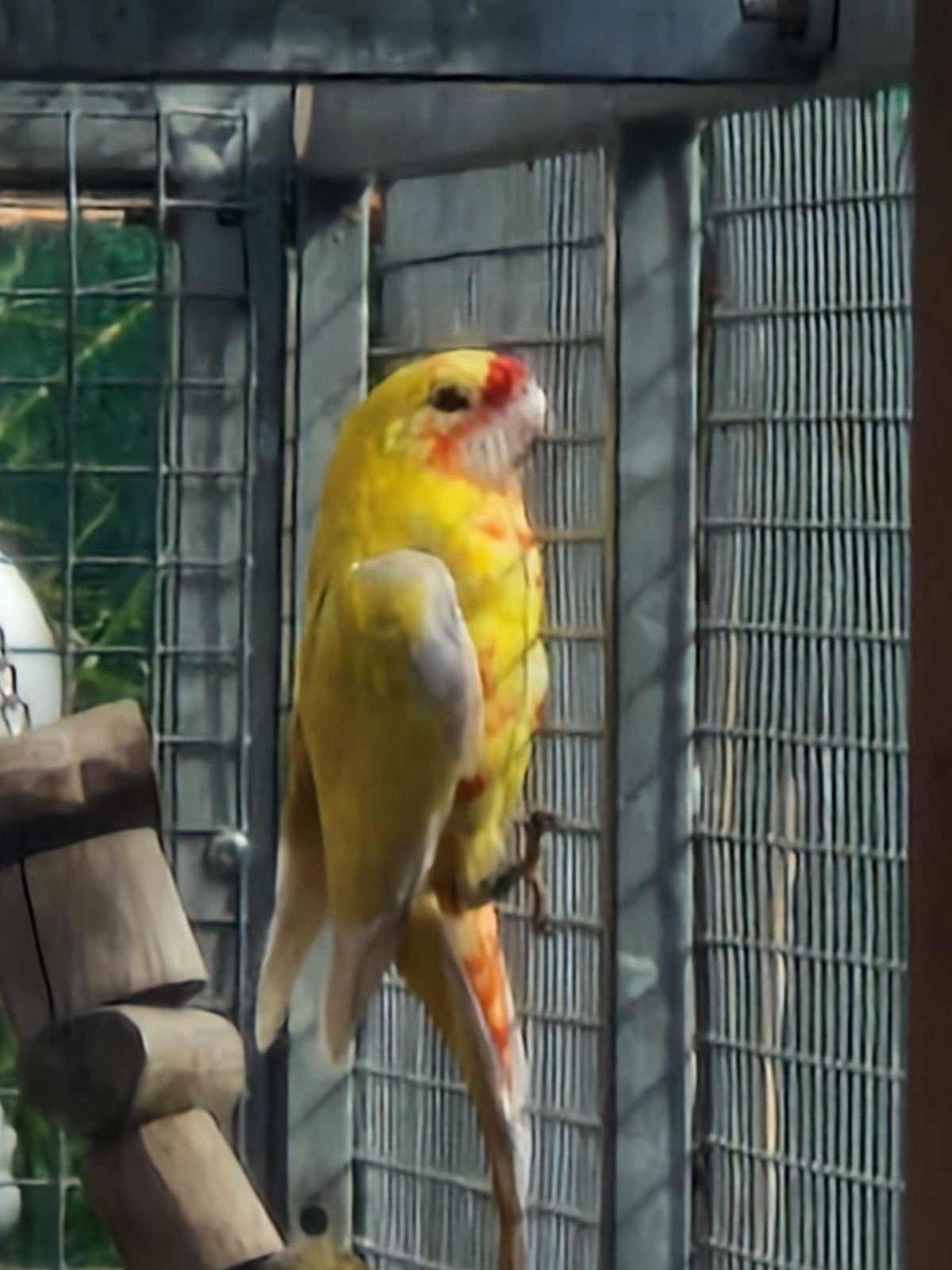 fanion Rosella '26, Mâle, Perruche, Bagué