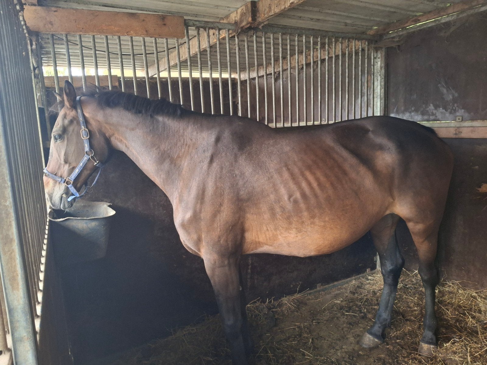 mooie merie, Dieren en Toebehoren, Paarden