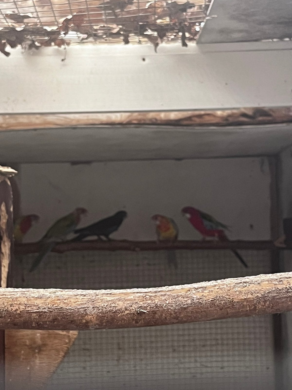 Rode rozellas, Dieren en Toebehoren, Vogels | Parkieten en Papegaaien