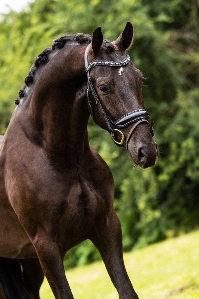 Veelbelovende 3 jarige ruin, Dieren en Toebehoren, Ruin, 160 tot 165 cm, Met stamboom, 3 tot 6 jaar