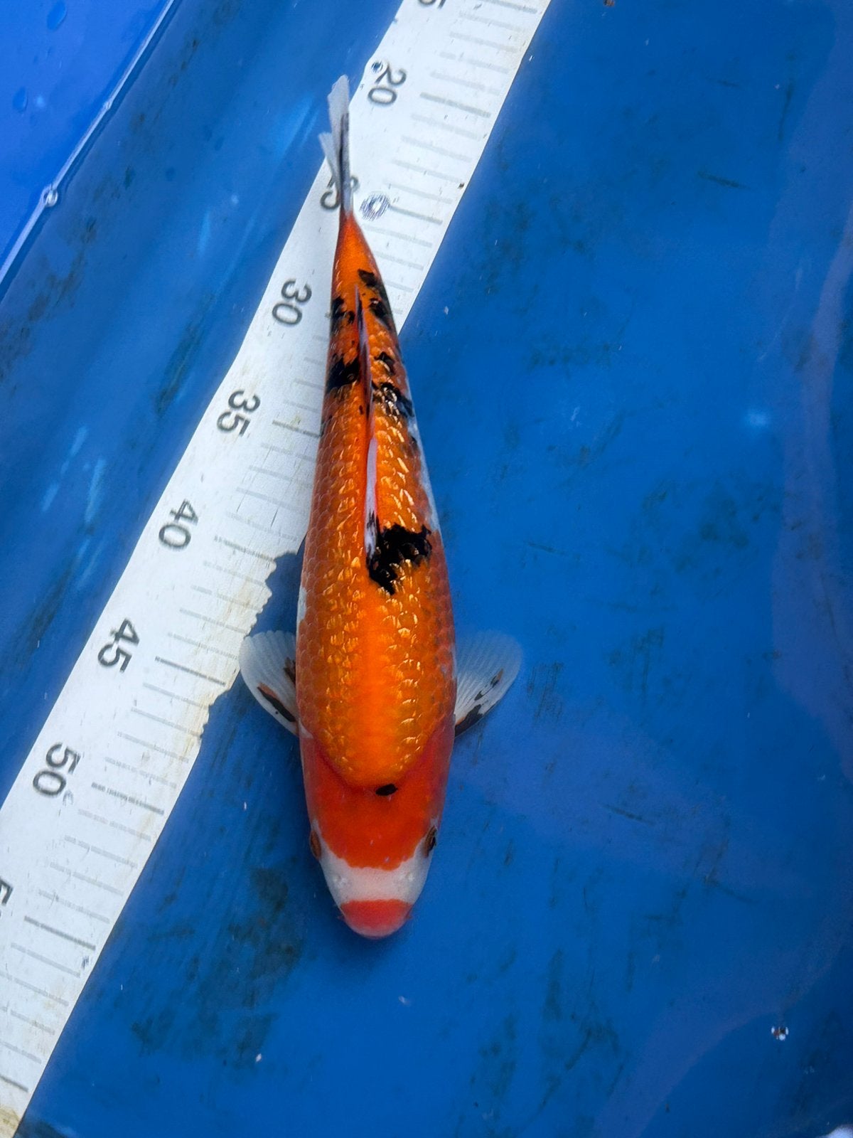 Mooie 30 cm koi met rode neus, Dieren en Toebehoren