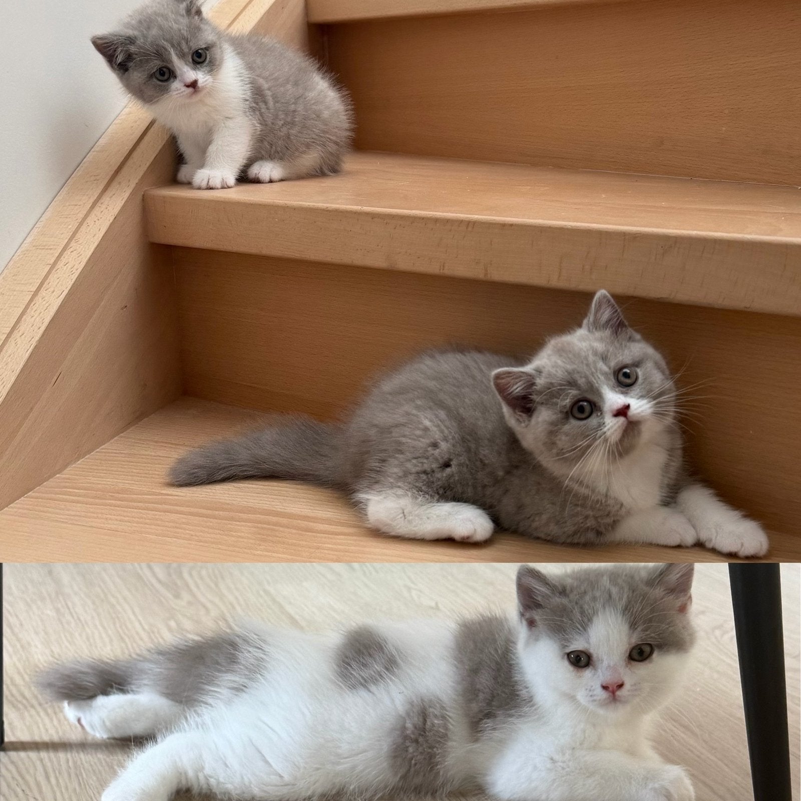 Britse korthaar kittens, Plusieurs animaux, Avec puce électronique, 0 à 2 ans