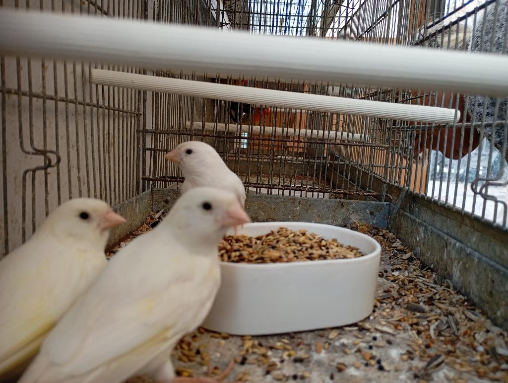 Witte kanarie mannen, Dieren en Toebehoren, Vogels | Kanaries, Mannelijk, Kleurkanarie