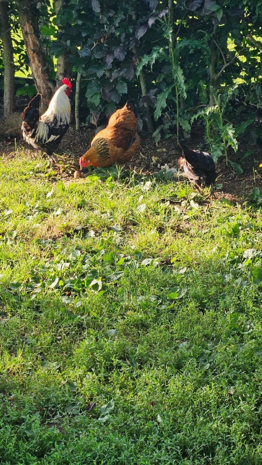 poules pondeuse