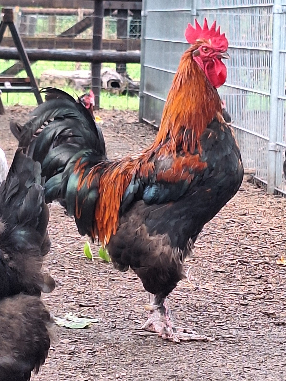 marans haan zwart kopernek koperhals tt kwaliteit