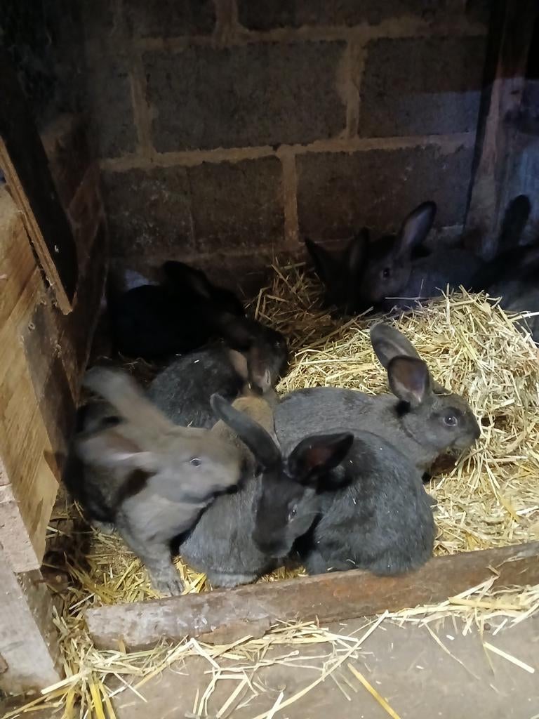 Jonge konijnen, Dieren en Toebehoren