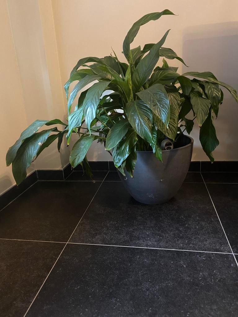 Mooie middelgrote groene plant, Ophalen