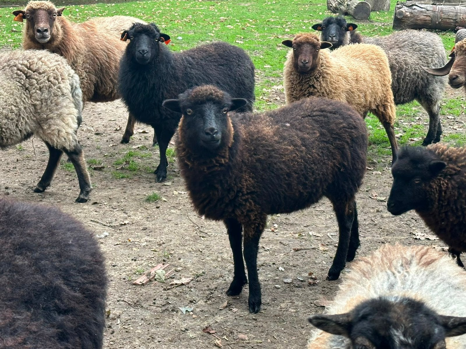 zwarte ouessant ooi