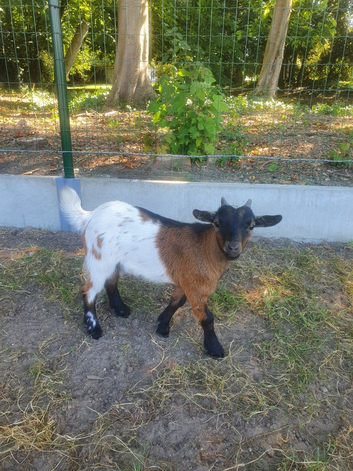 Dwerggeitje bokje