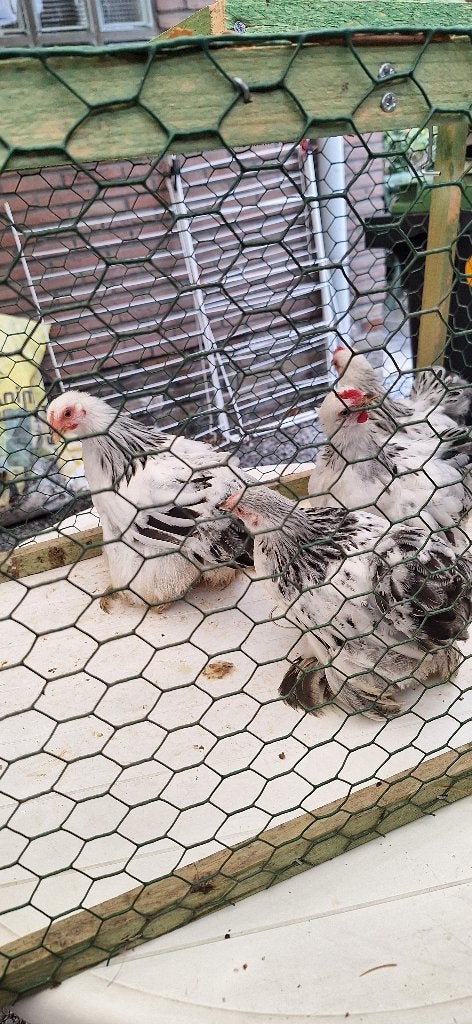 cochin kuikens