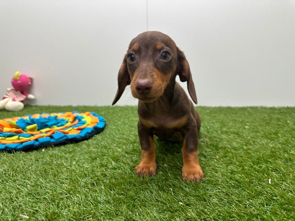 Gladharige Dwergteckel pups, Dieren en Toebehoren, België, 8 tot 15 weken, Korthaar, Dwerg