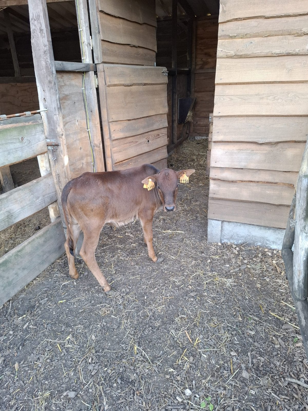 Mini zeboe stierkalf, Dieren en Toebehoren