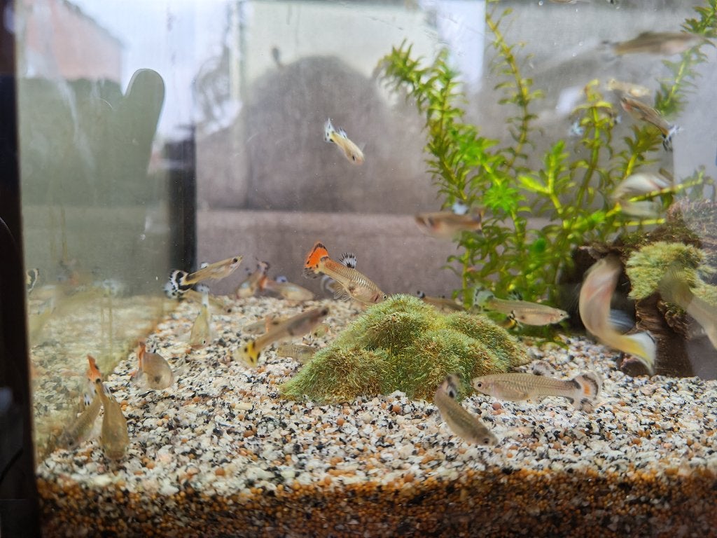 Guppy vrouw mix, Vis, Zoetwatervis