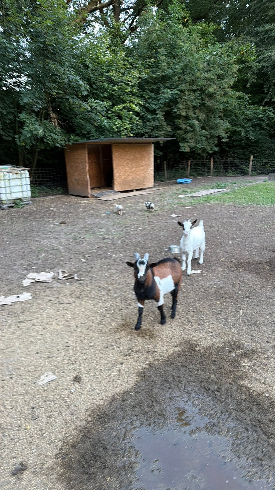 Geiten te koop, Chèvre, 0 à 2 ans