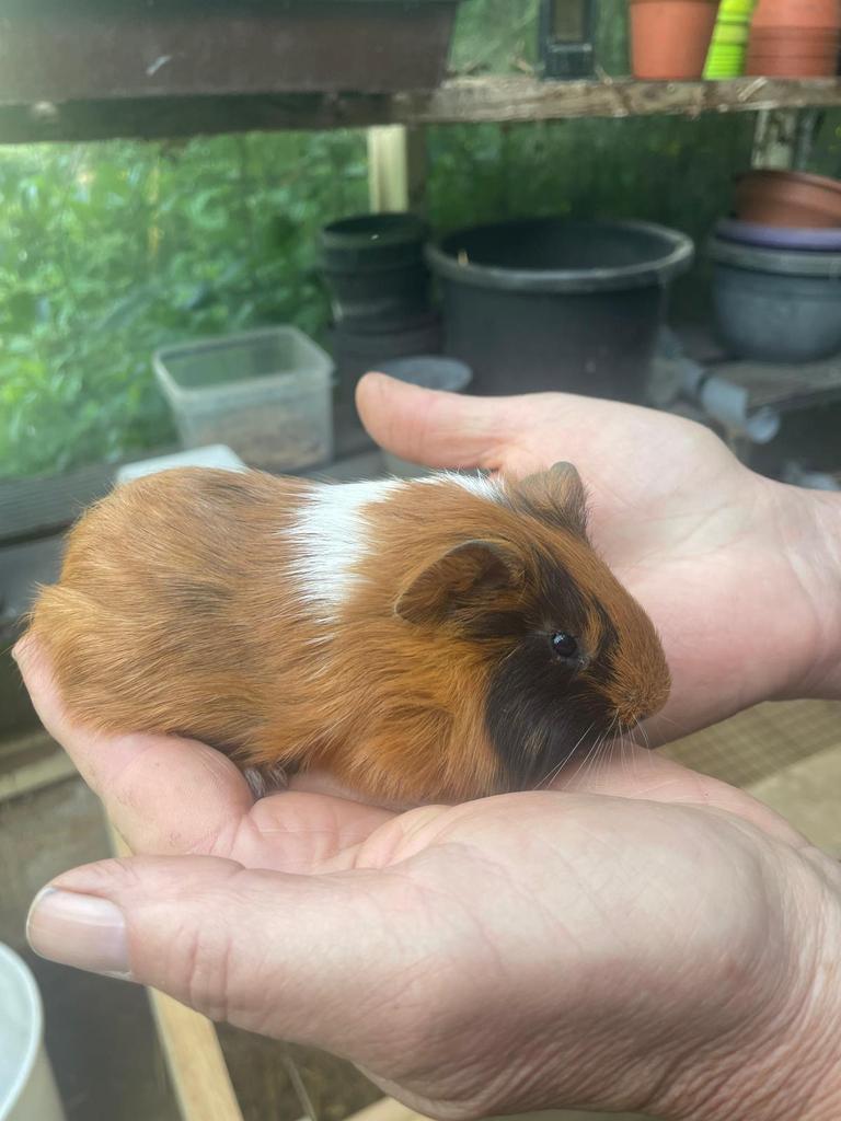 Cavia’s, Dieren en Toebehoren, Maart, Mannelijk, Cavia