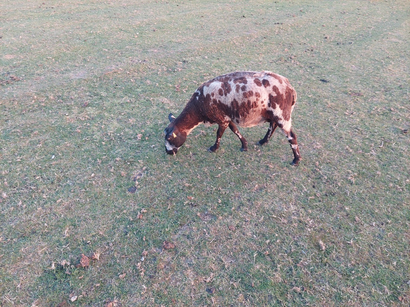 Bont schaap ooi, Dieren en Toebehoren, Schaap