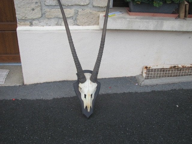 corne d oryx, Enlèvement, Comme neuf, Animal sauvage, Bois ou Tête