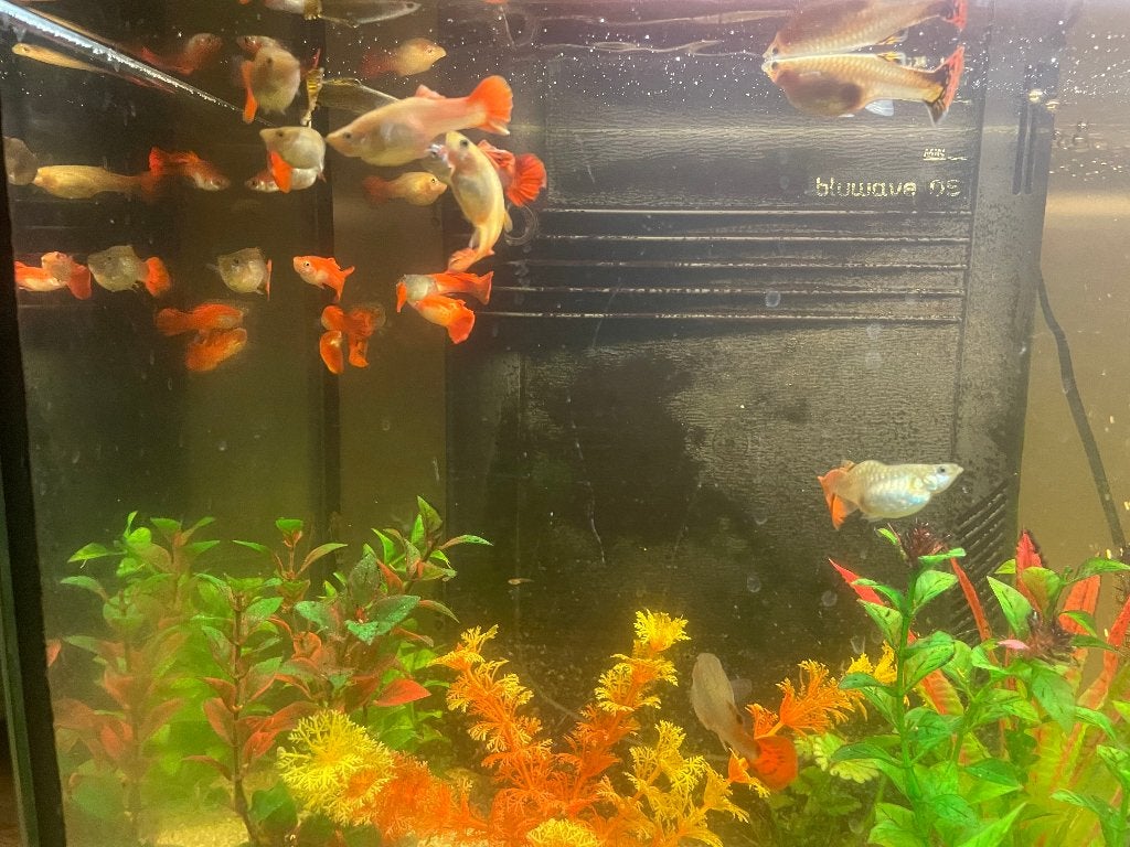 URGENT JE DONNE MES GUPPYS CAUSE DEMENAGEMENT, Boeken, Dieren en Huisdieren, Ophalen, Gelezen, Vissen
