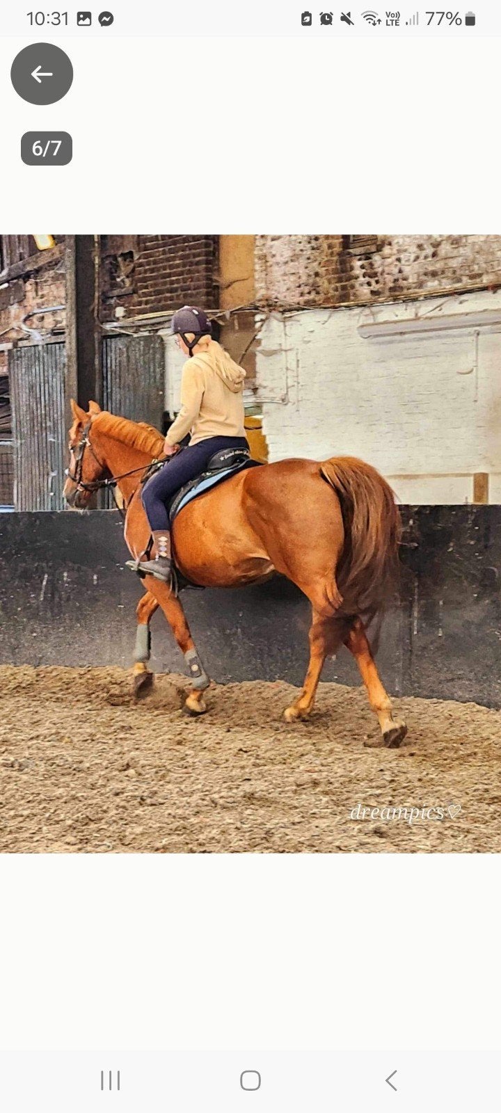 recatief draver, Gechipt, Ruin, Zadelmak, 170 tot 175 cm