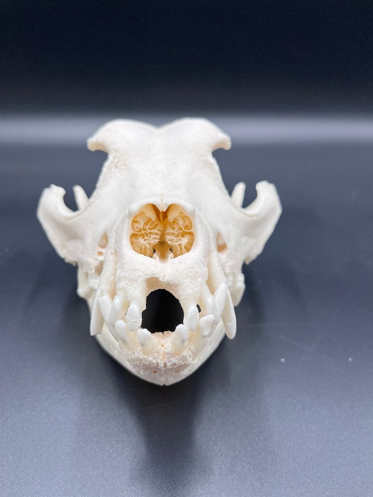 Schedel hond: Pitbull terriër, Collections, Collections Animaux, Enlèvement ou Envoi, Neuf, Chien ou Chat, Crâne