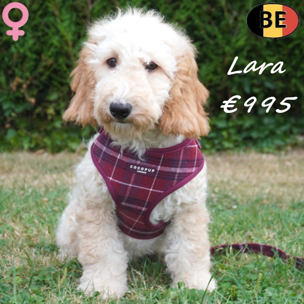 Lara, Cockapoo femelle - à vendre (belge), Animaux & Accessoires, 15 semaines à 1 an, Commerçant, Maladie de Carré (chiens), Belgique