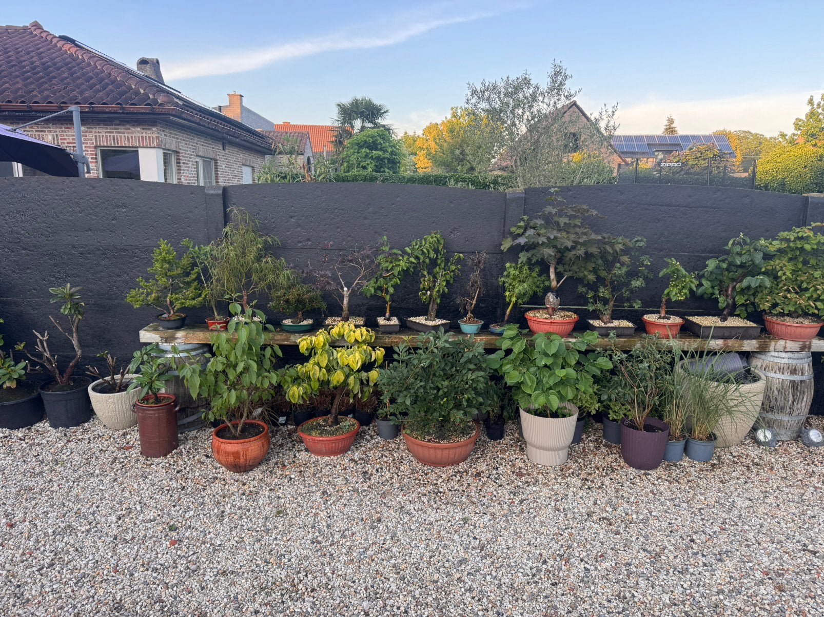 Bonsai/Prébonsai’s te koop!, Tuin en Terras, Ophalen