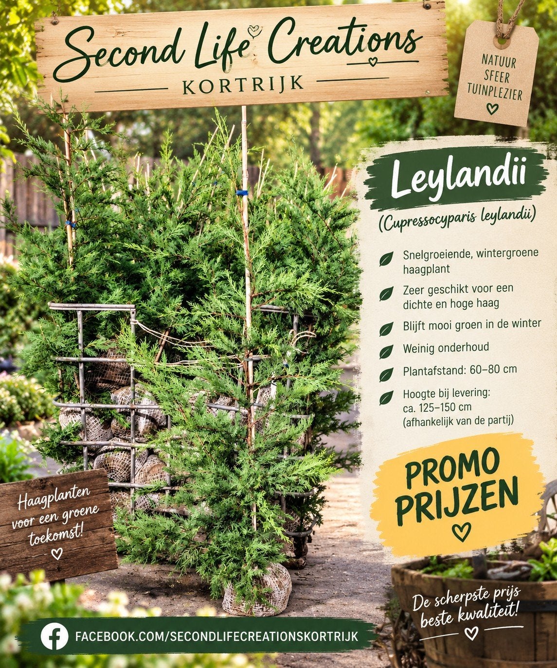 ‼️leylandii aan onklopbare prijzen ‼️, Ophalen, Taxus