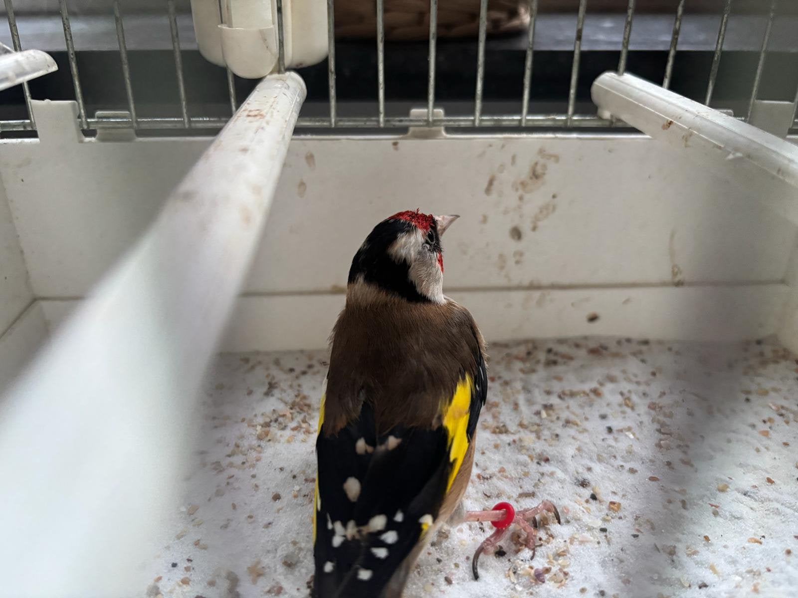Distelvink putter pop, Geringd
