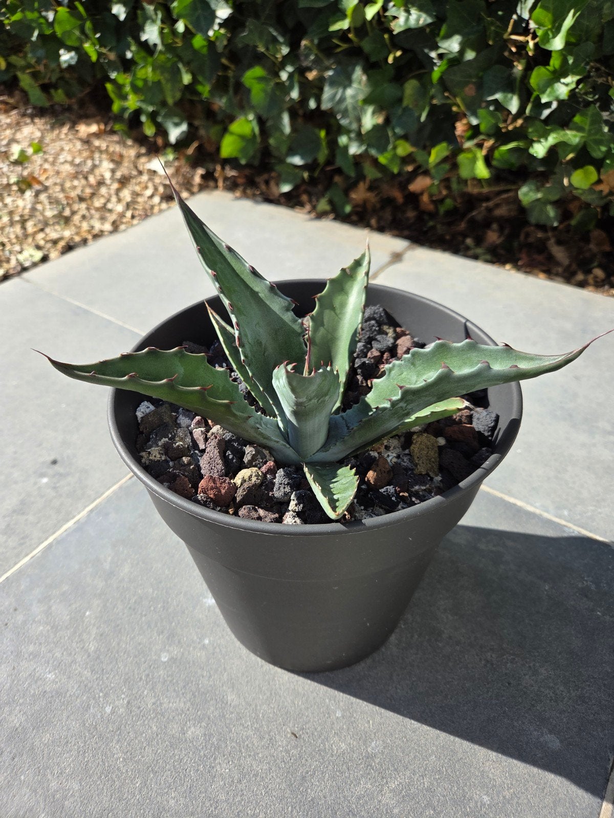 Agave Ferrox en Agave parrasana, Ophalen
