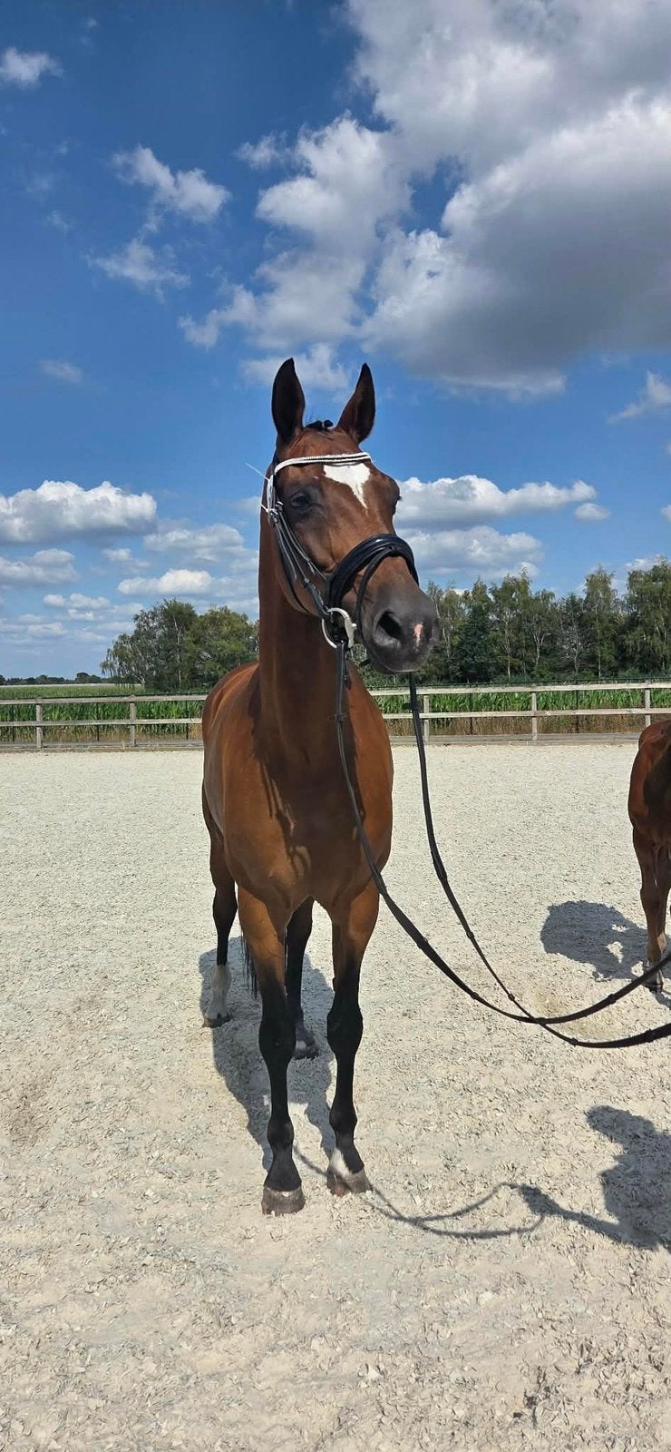 Kwaliteits fokmerrie (elite-sport dr-prok), Merrie, Met stamboom, Niet van toepassing, Dressuurpaard