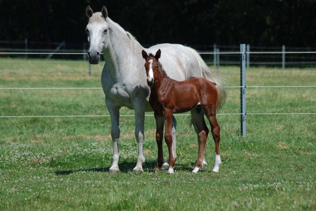Modern springgefokt hengstveulen van Aganix du Seigneur Z, Dieren en Toebehoren, Paarden, Hengst, Onbeleerd, 165 tot 170 cm, 0 tot 2 jaar