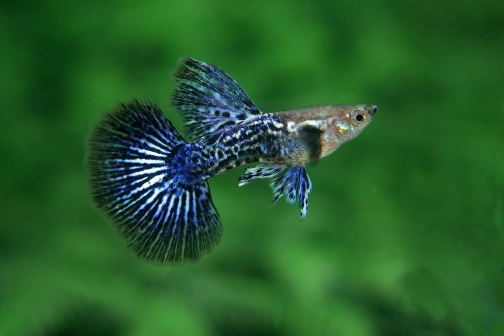 Blue Dragon Guppies, Poisson, Poisson d'eau douce, Banc de poissons