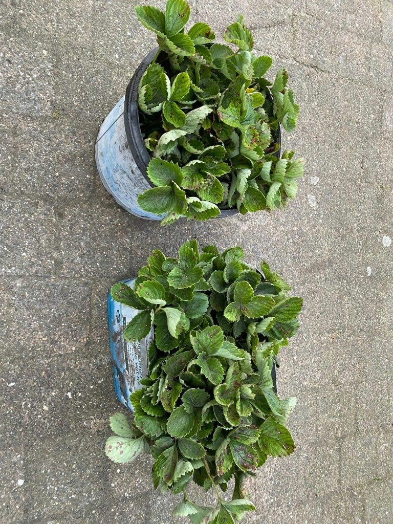 aardbeiplanten, Ophalen