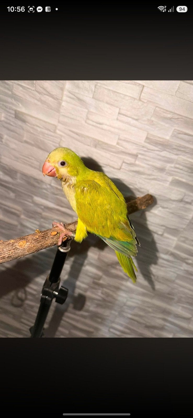 Conure veuve mâle, Animaux & Accessoires, Enlèvement