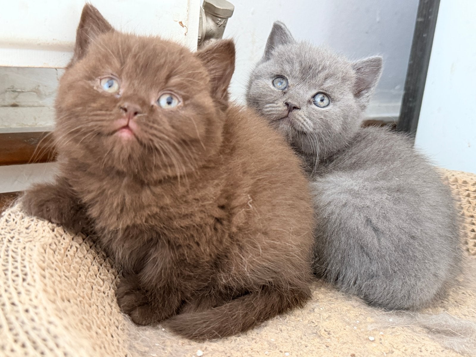 Britse korthaar kittens met stamboom, Meerdere dieren, Gechipt, 0 tot 2 jaar
