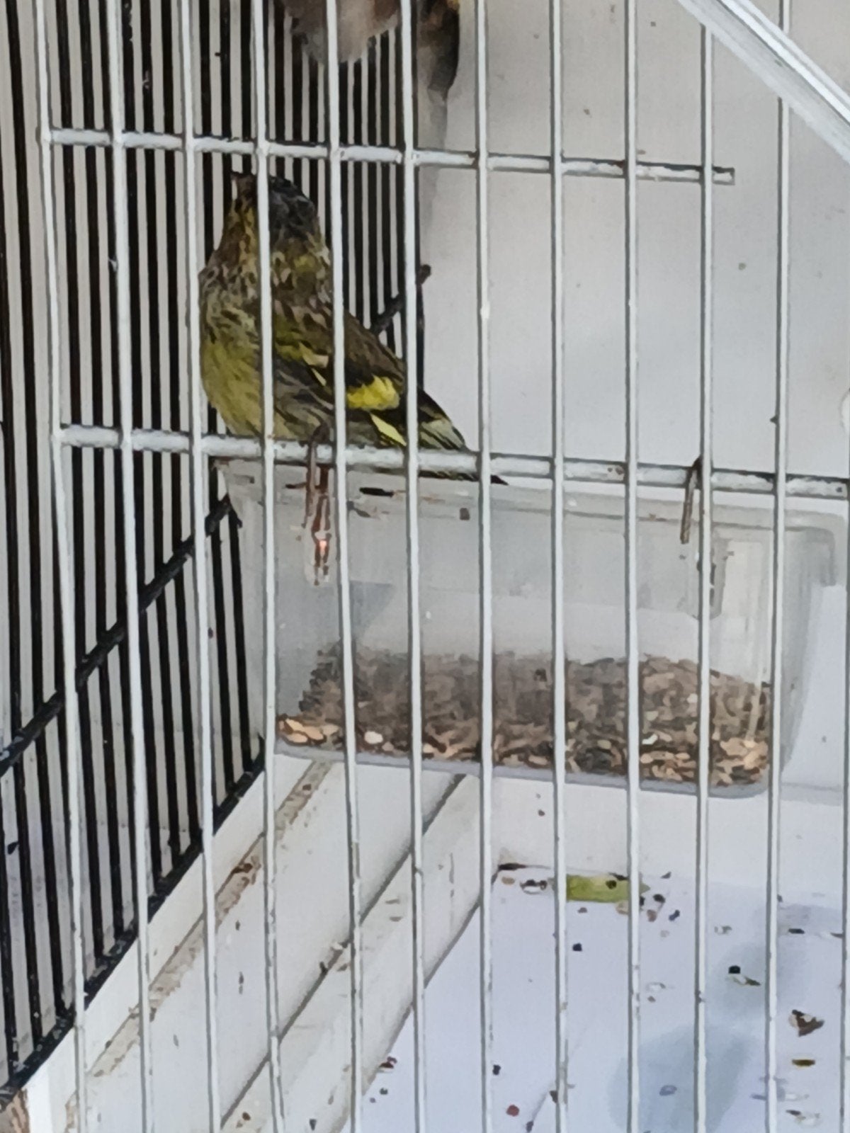 jonge sijzen van 2026, Dieren en Toebehoren, Mannelijk, Wildzangvogel, Geringd