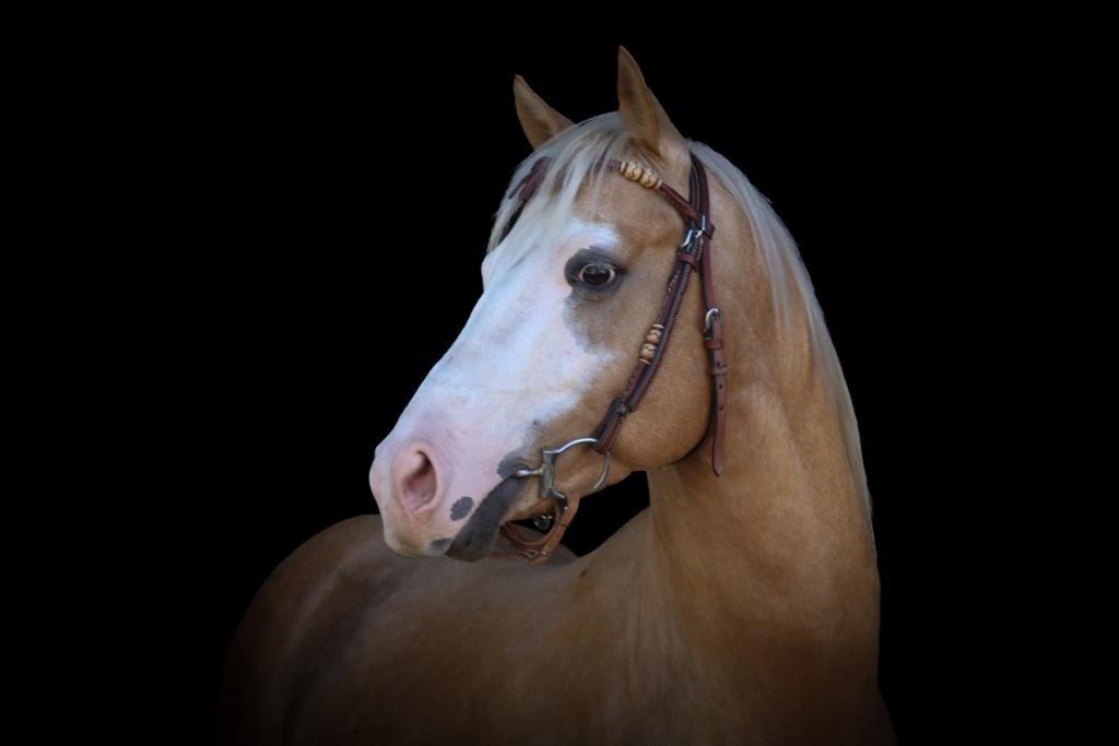 Prachtige APHA palomino ruin, Animaux & Accessoires, Chevaux, Hongre, Moins de 160 cm, Cheval western, Avec pedigree