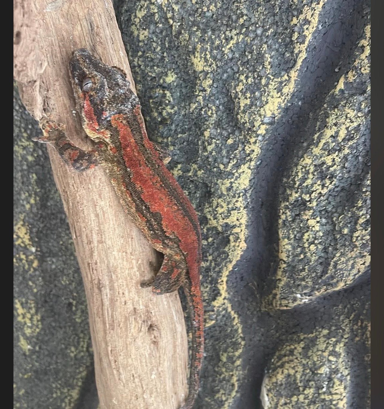Gekko s, Ophalen