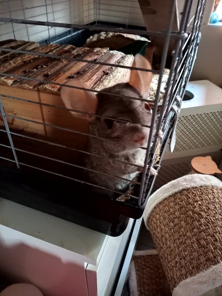 Chinchilla vrouwtjes, Février, Femelle, Chinchilla