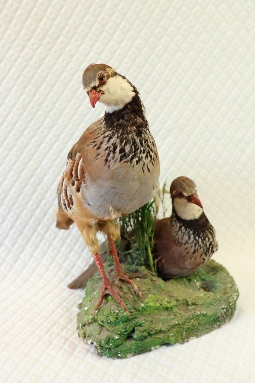 Taxidermie - koppel rode patrijzen, Ophalen of Verzenden, Gebruikt, Opgezet dier