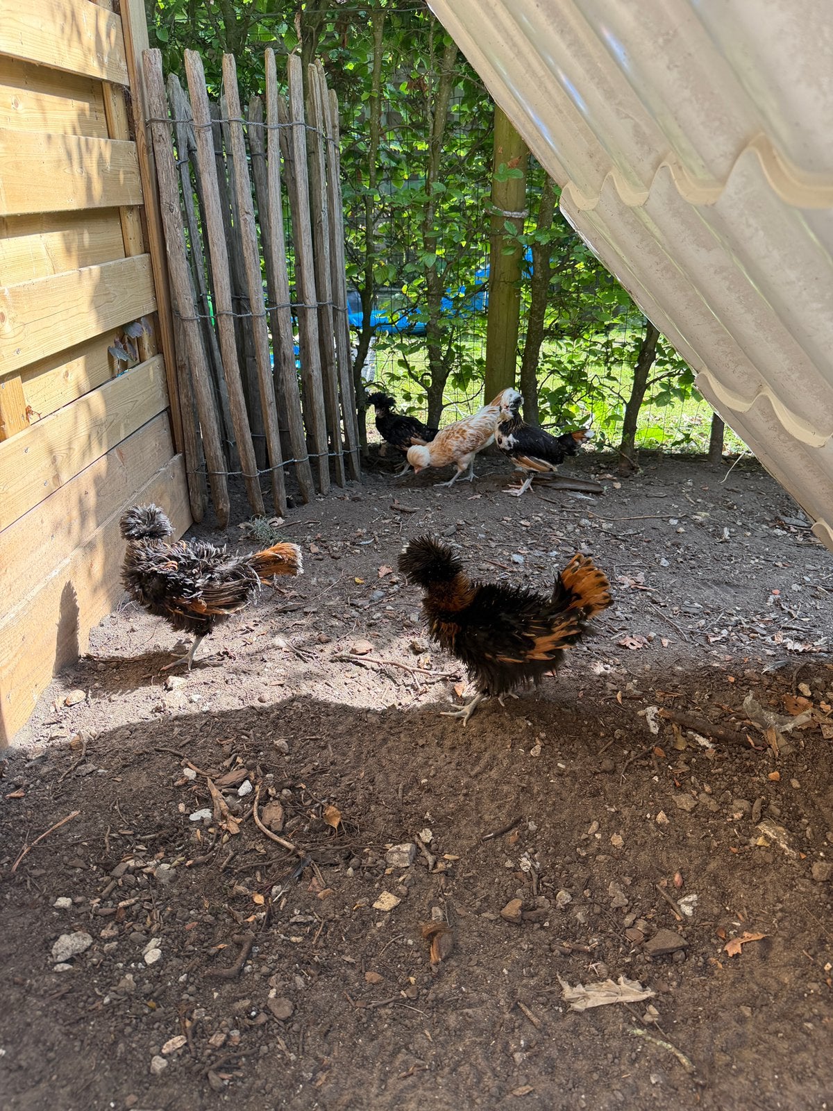 5 Padua’s, Dieren en Toebehoren, Geslacht onbekend, Kip