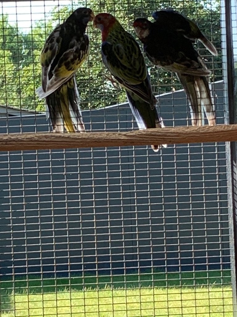 rosella's, Dieren en Toebehoren, Meerdere dieren, Parkiet, Geringd