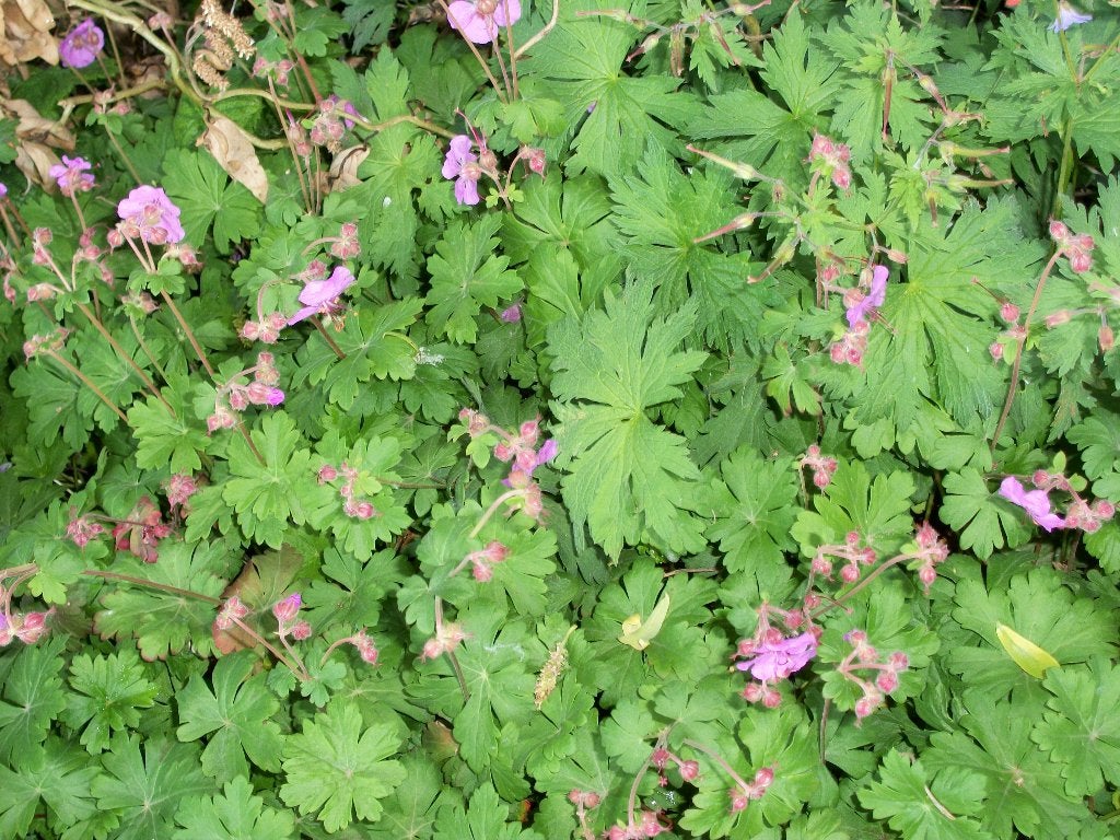 Geranium Cantabrigiense in soorten, Tuin en Terras, Planten | Tuinplanten, Ophalen, Bodembedekkers, Vaste plant, Halfschaduw