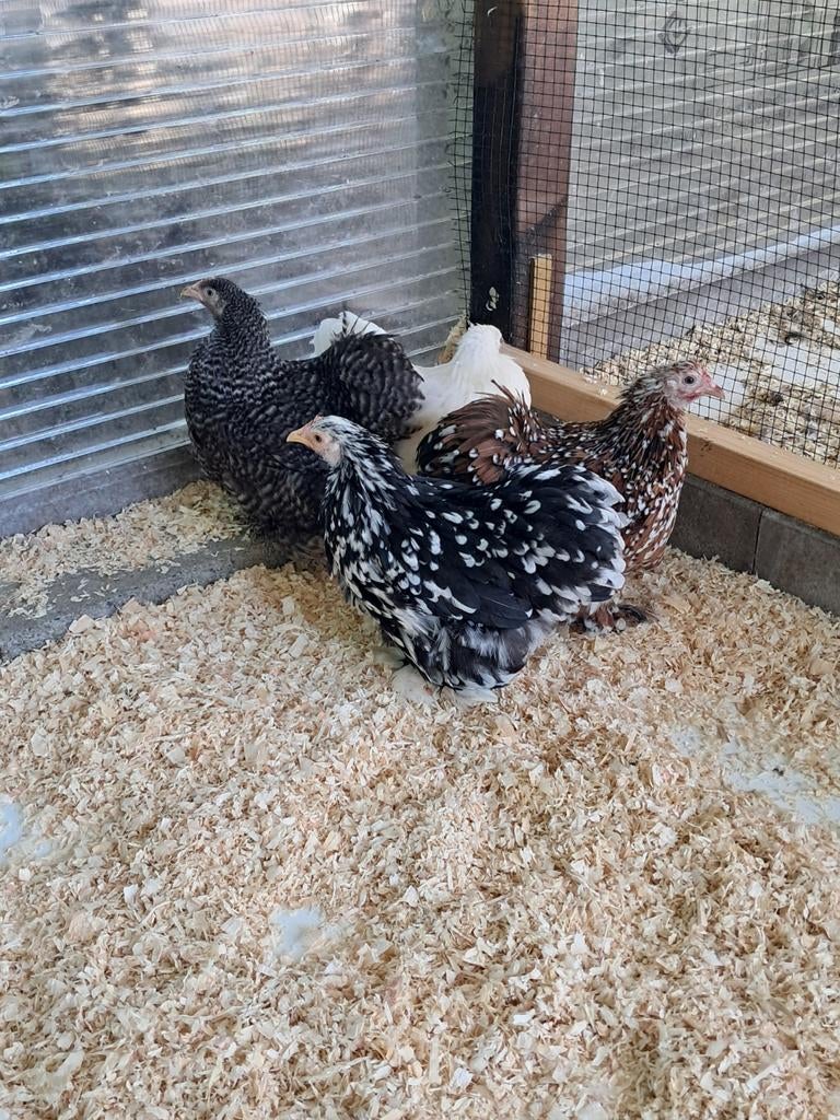 Cochin kriel hennen, Dieren en Toebehoren, Vrouwelijk, Kip