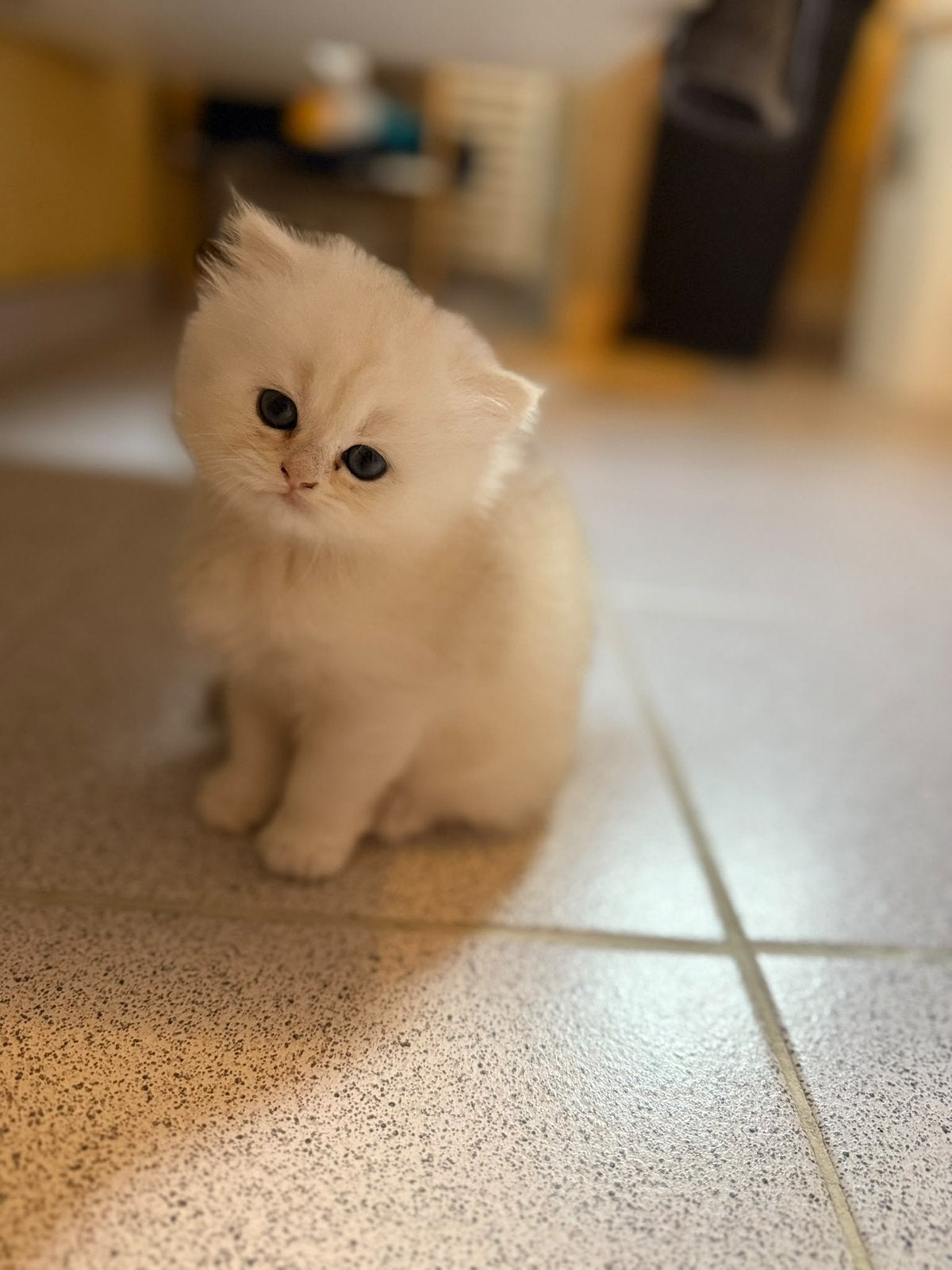 Britse langhaar kitten te koop, Dieren en Toebehoren, Poes, Gechipt, 0 tot 2 jaar