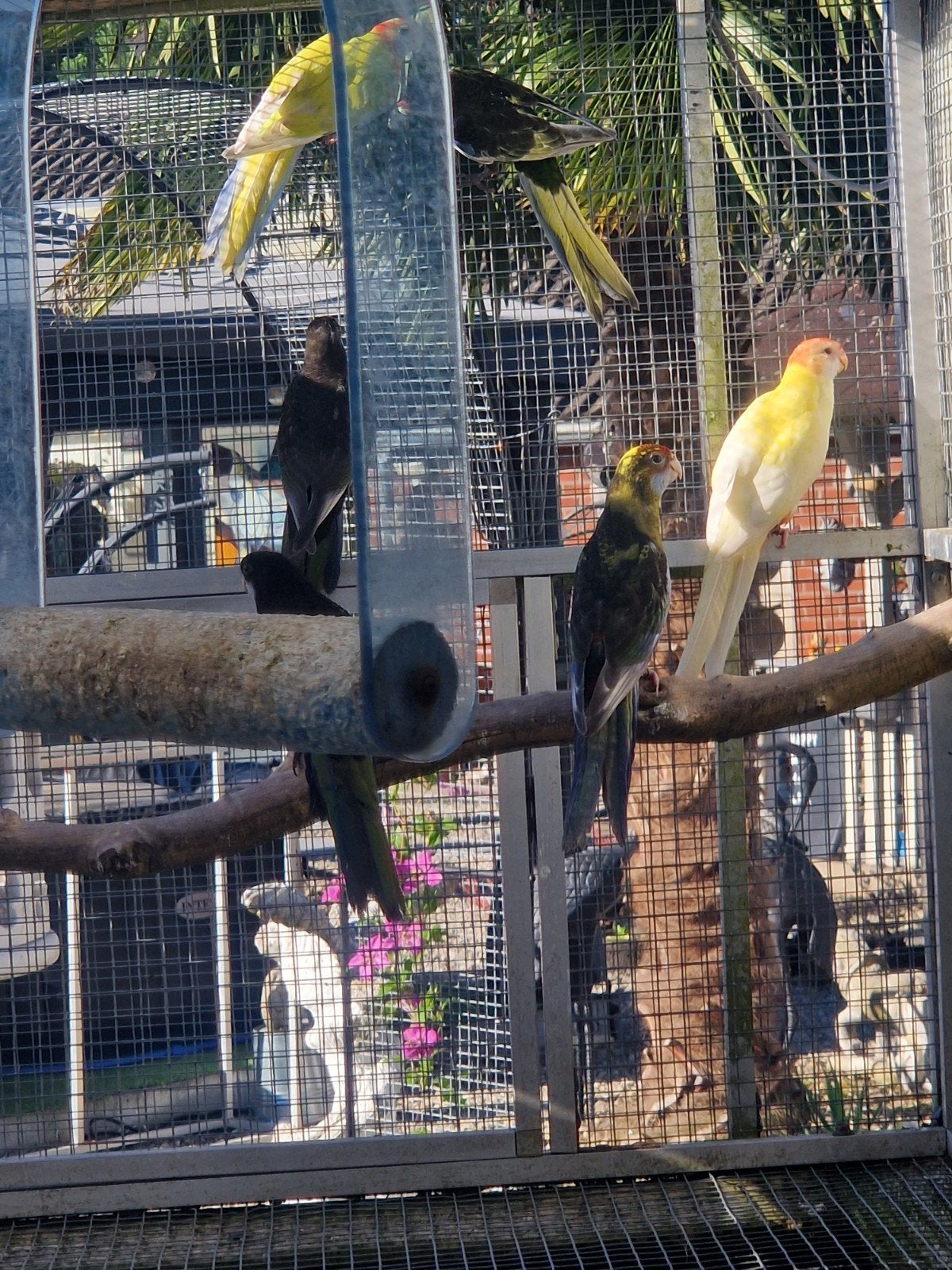 Les années 26 de Rosella, Plusieurs animaux, Perruche, Bagué