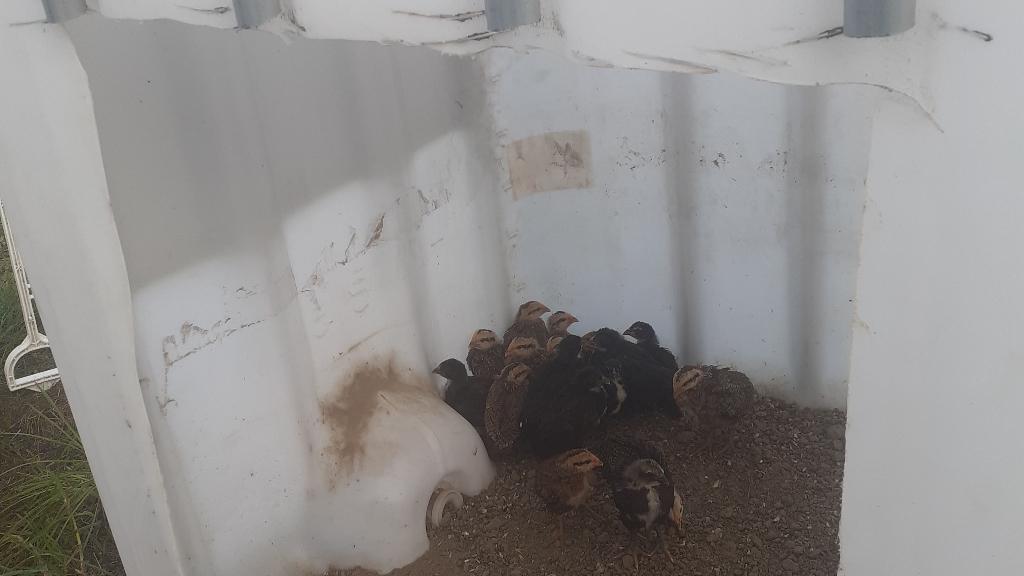 grote vechthoenders, Dieren en Toebehoren, Pluimvee, Kip