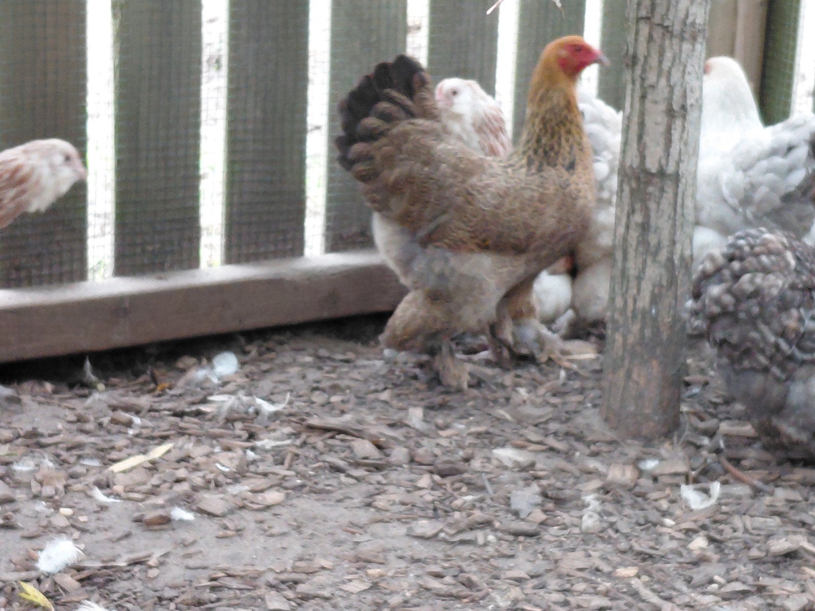 brahma faverolle kriel, Dieren en Toebehoren