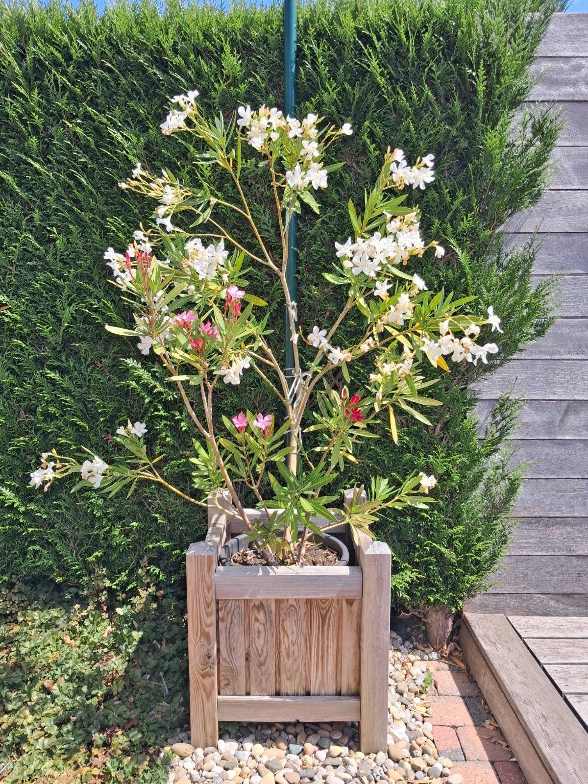Te koop plantenbak met plant inclusief., Ophalen