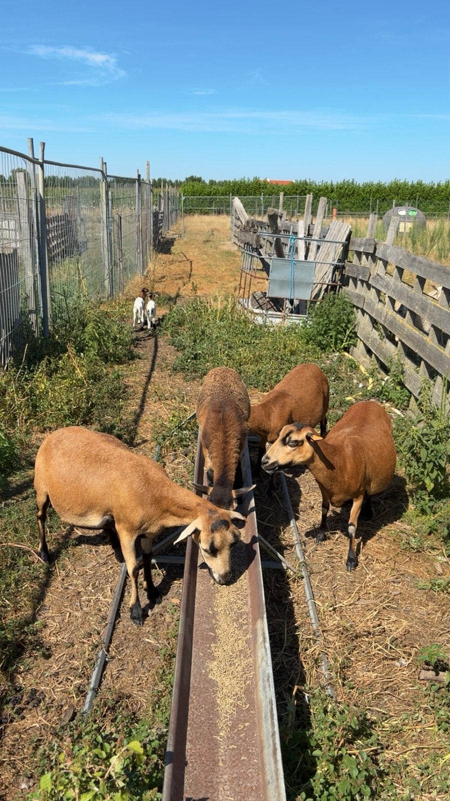 4 kameroenen, Plusieurs animaux, Chèvre, 0 à 2 ans